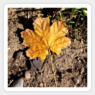 Golden Autumn Maple Leaf Sticker